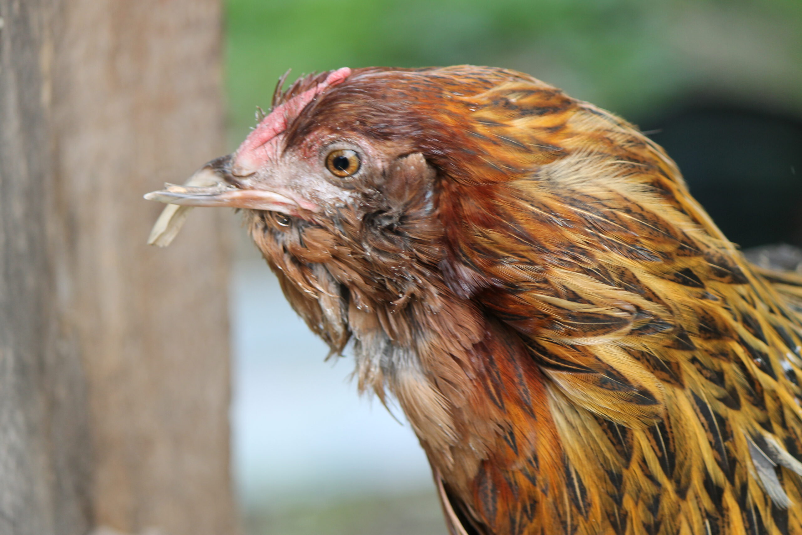 Hedwig Huhn war schuld