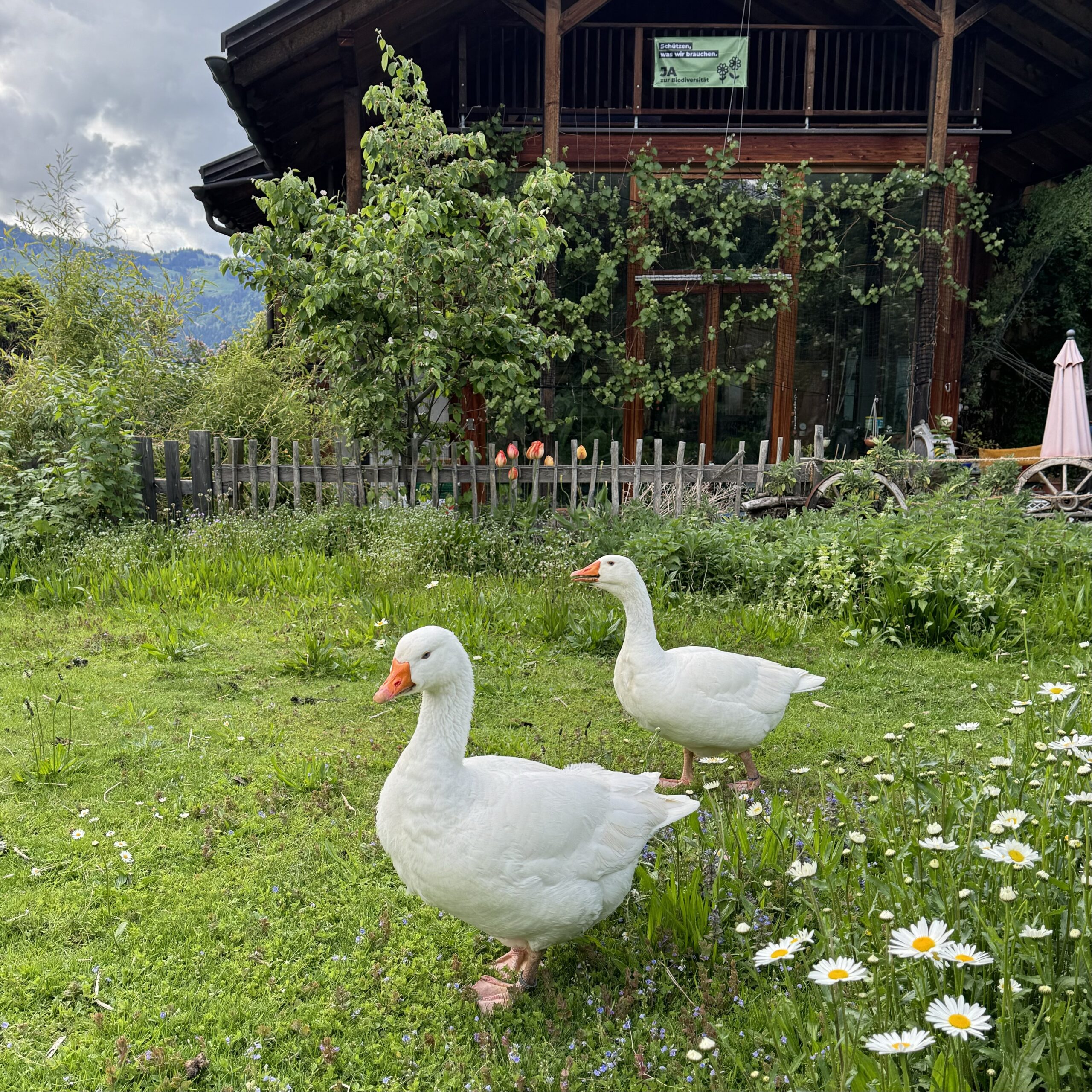 Kleiner Gartenrundgang